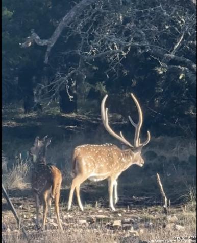 1540 Rough Rider Road Roosevelt TX 76874