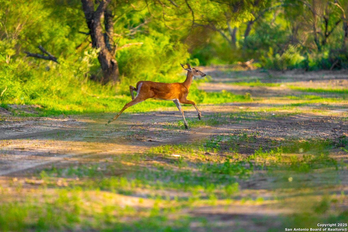 0 Fm 1688 Crystal City TX 78839