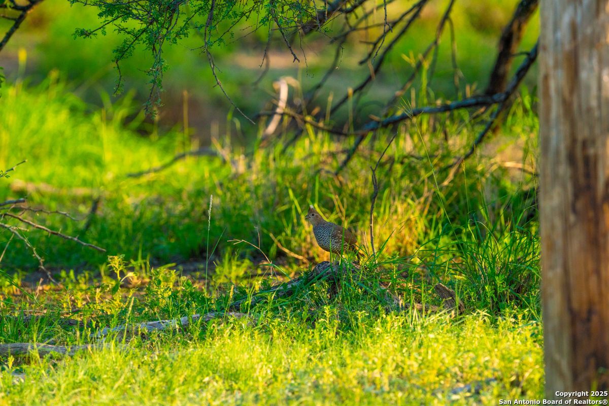 0 Fm 1688 Crystal City TX 78839