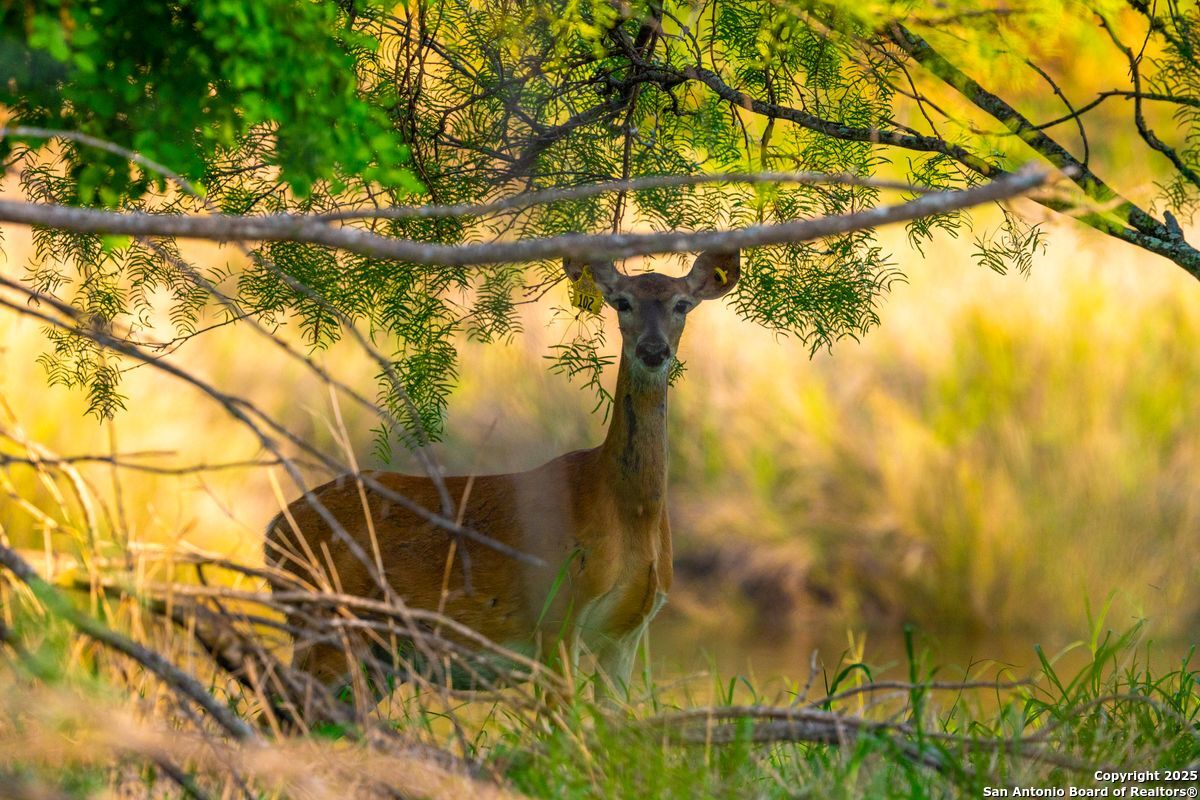 0 Fm 1688 Crystal City TX 78839