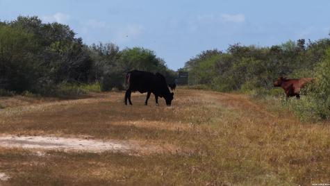 251 Old Goliad Refugio TX 78377