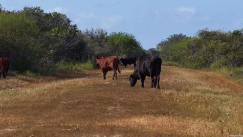 251 Old Goliad Refugio TX 78377