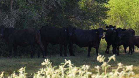 251 Old Goliad Refugio TX 78377