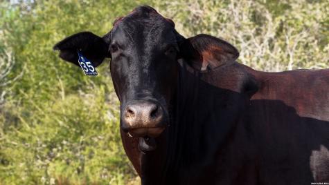 251 Old Goliad Refugio TX 78377