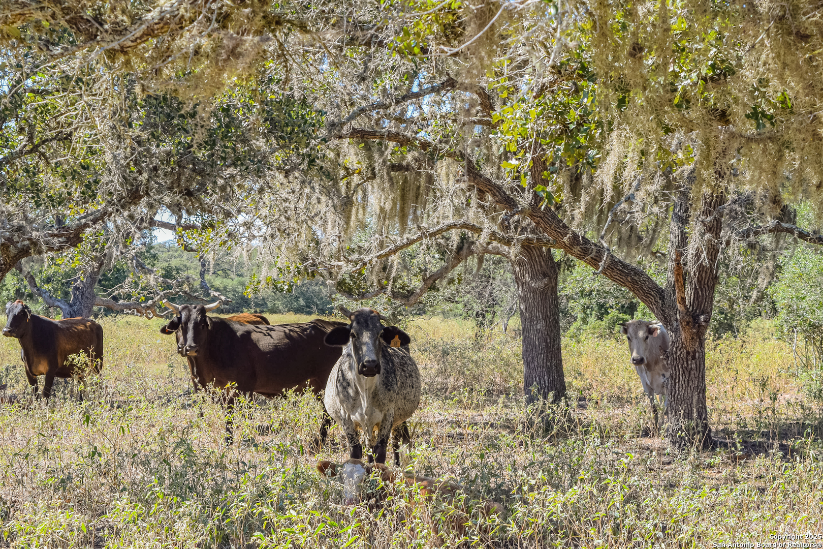 Tbd Fm 682 Yoakum TX 77995