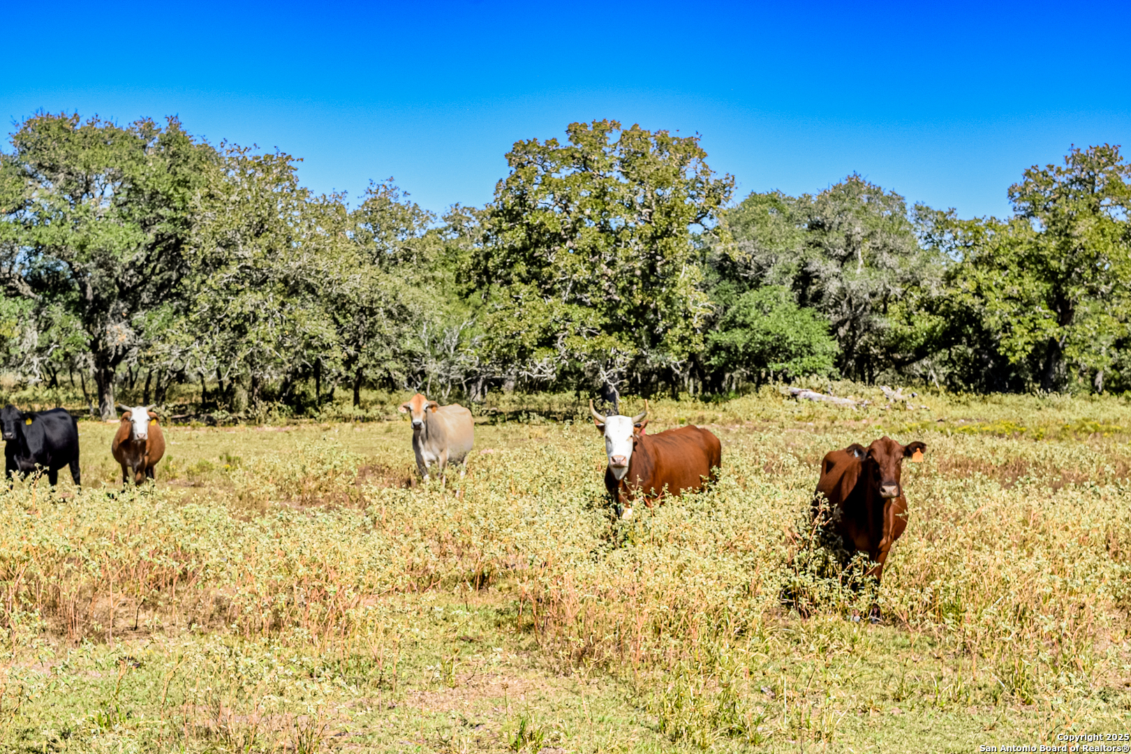 Tbd Fm 682 Yoakum TX 77995