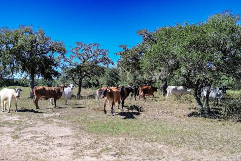 Tbd Fm 682 Yoakum TX 77995
