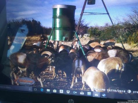 1052 Steep Road Del Rio TX 78840
