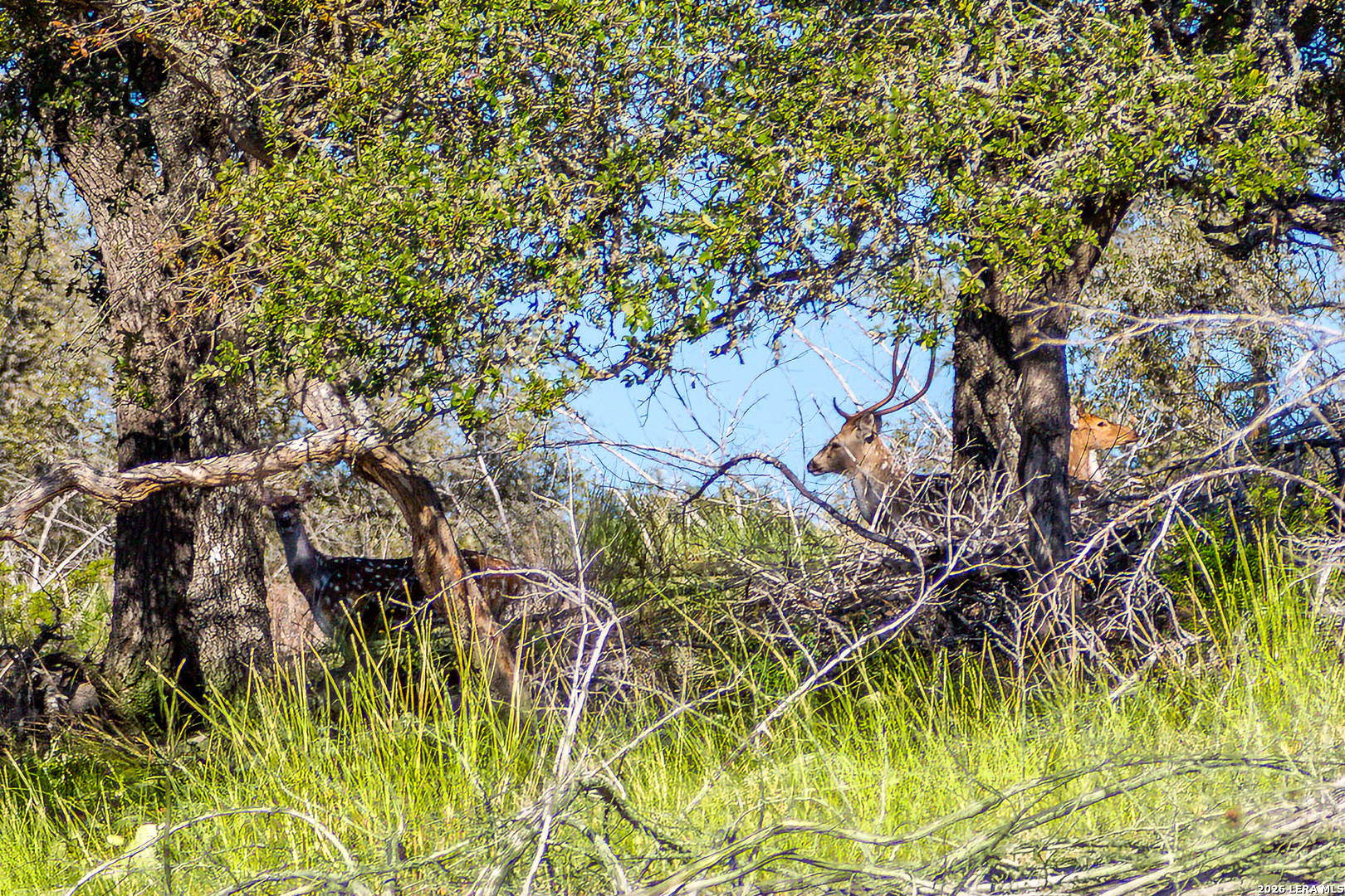 Tbd Highway 39 Hunt TX 78024