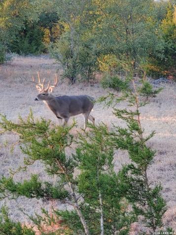 870 Rocky Top Road Soutwest Hunt TX 78024