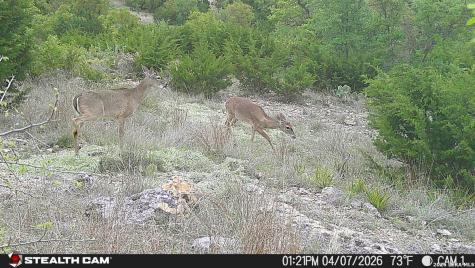 870 Rocky Top Road Soutwest Hunt TX 78024