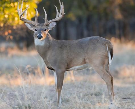 TBD Farm To Market 1796 Dhanis TX 78860