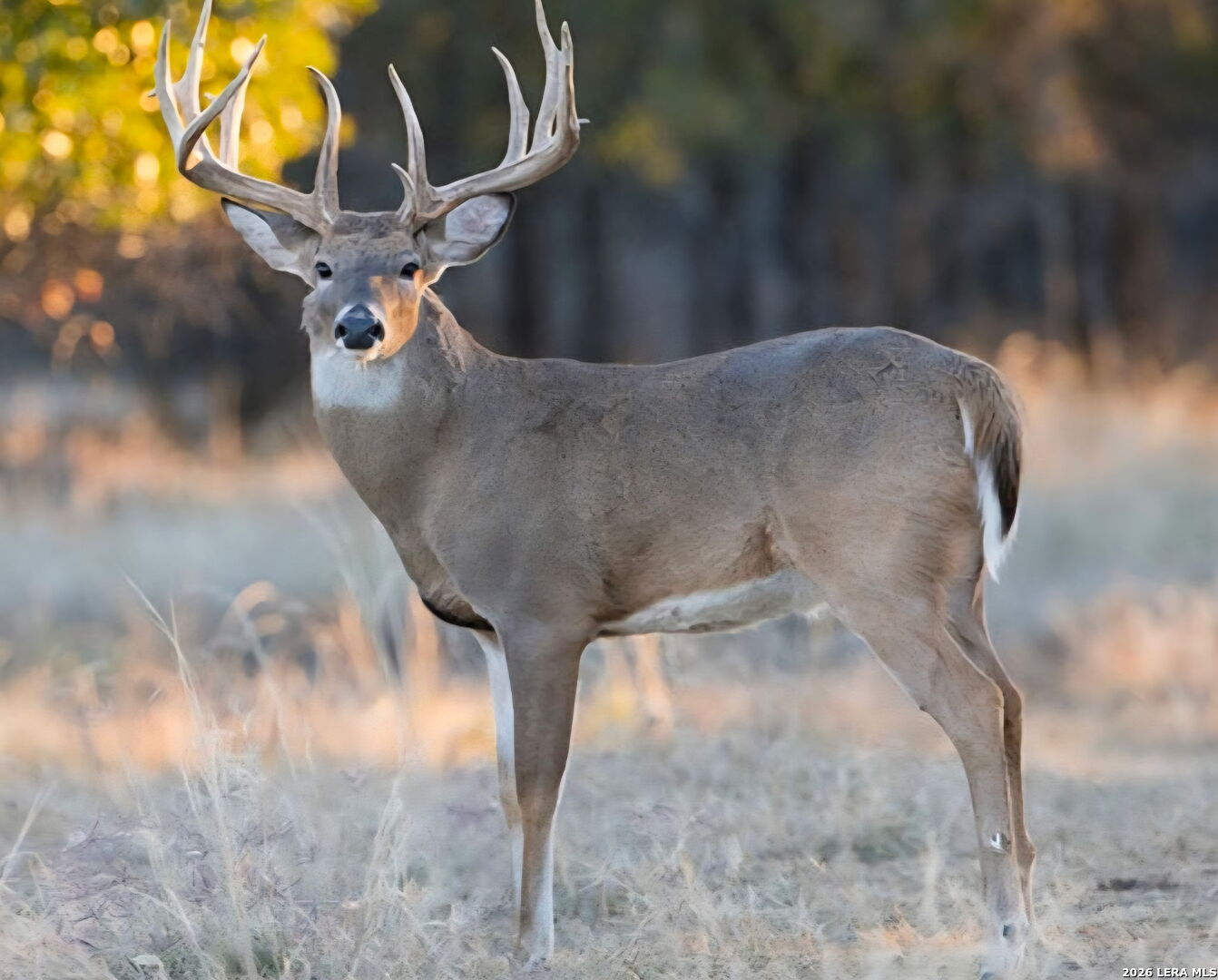 Tbd Farm To Market 1796 Dhanis TX 78860