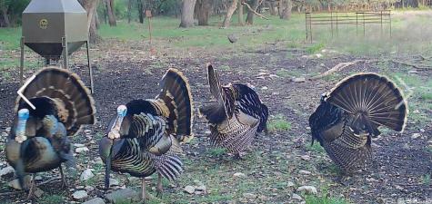 Tbd Farm To Market 1796 Dhanis TX 78860