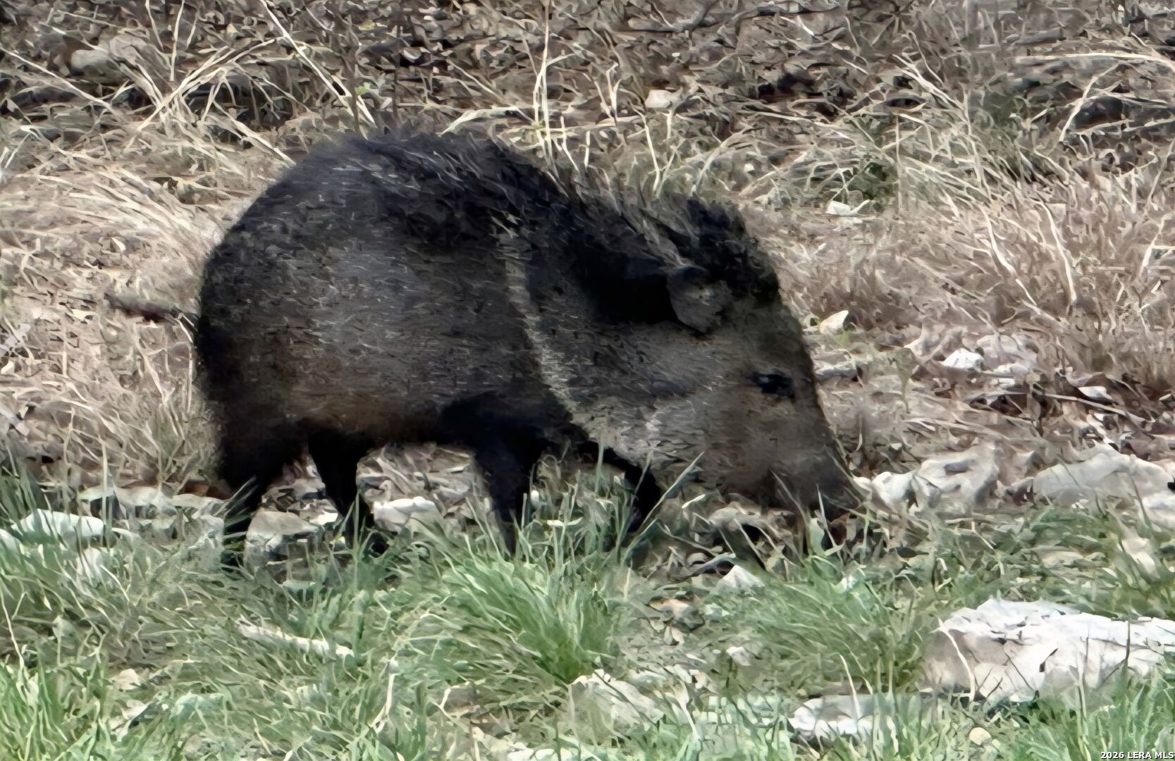 Tbd Farm To Market 1796 Dhanis TX 78860
