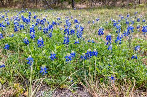 Tbd Farm To Market 1796 Dhanis TX 78860