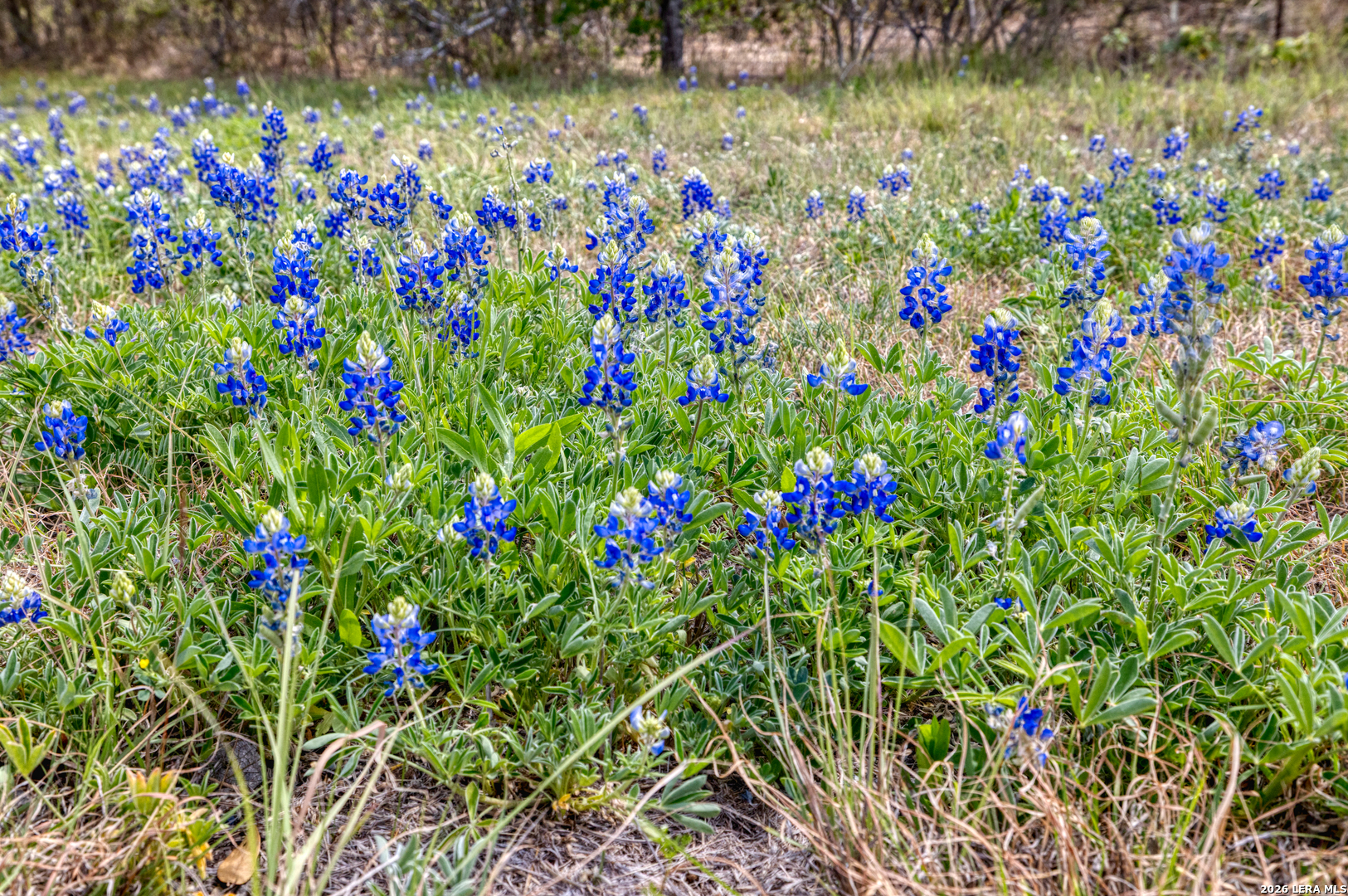 Tbd Farm To Market 1796 Dhanis TX 78860