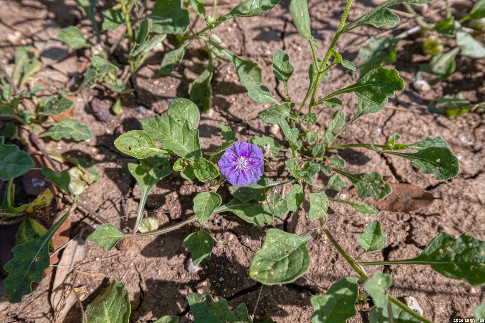 Tbd Farm To Market 1796 Dhanis TX 78860