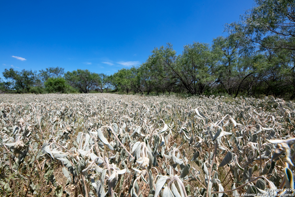 19217 Applewhite San Antonio TX 78264