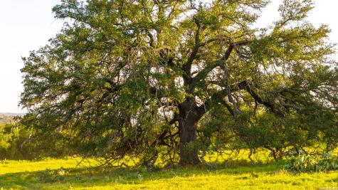 552+/- Acres Robinson Road Johnson City TX 78636