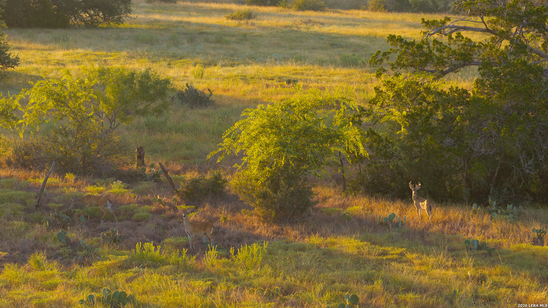552+/- Acres Robinson Road Johnson City TX 78636