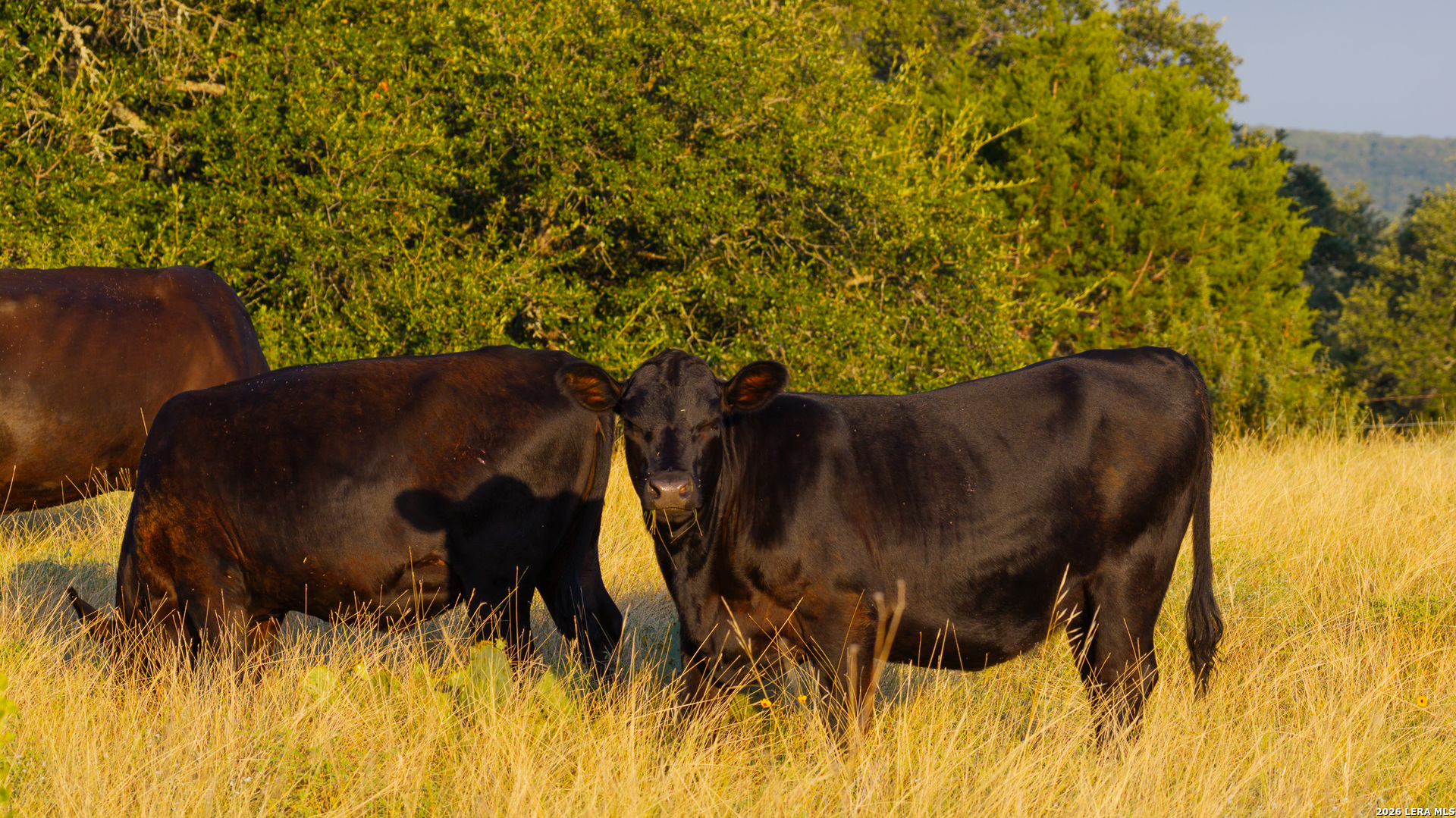 552+/- Acres Robinson Road Johnson City TX 78636