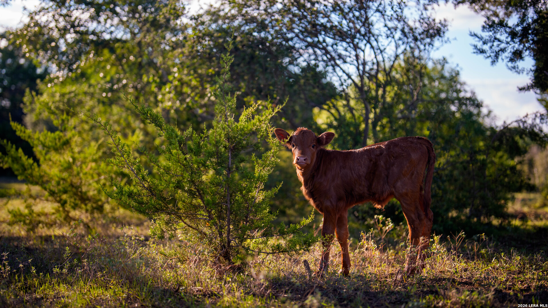 520 Flying R Ranch Road Spring Branch TX 78070
