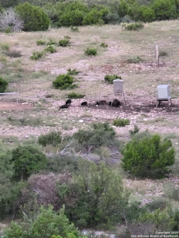 97 Sd 45690 Rocksprings TX 78880