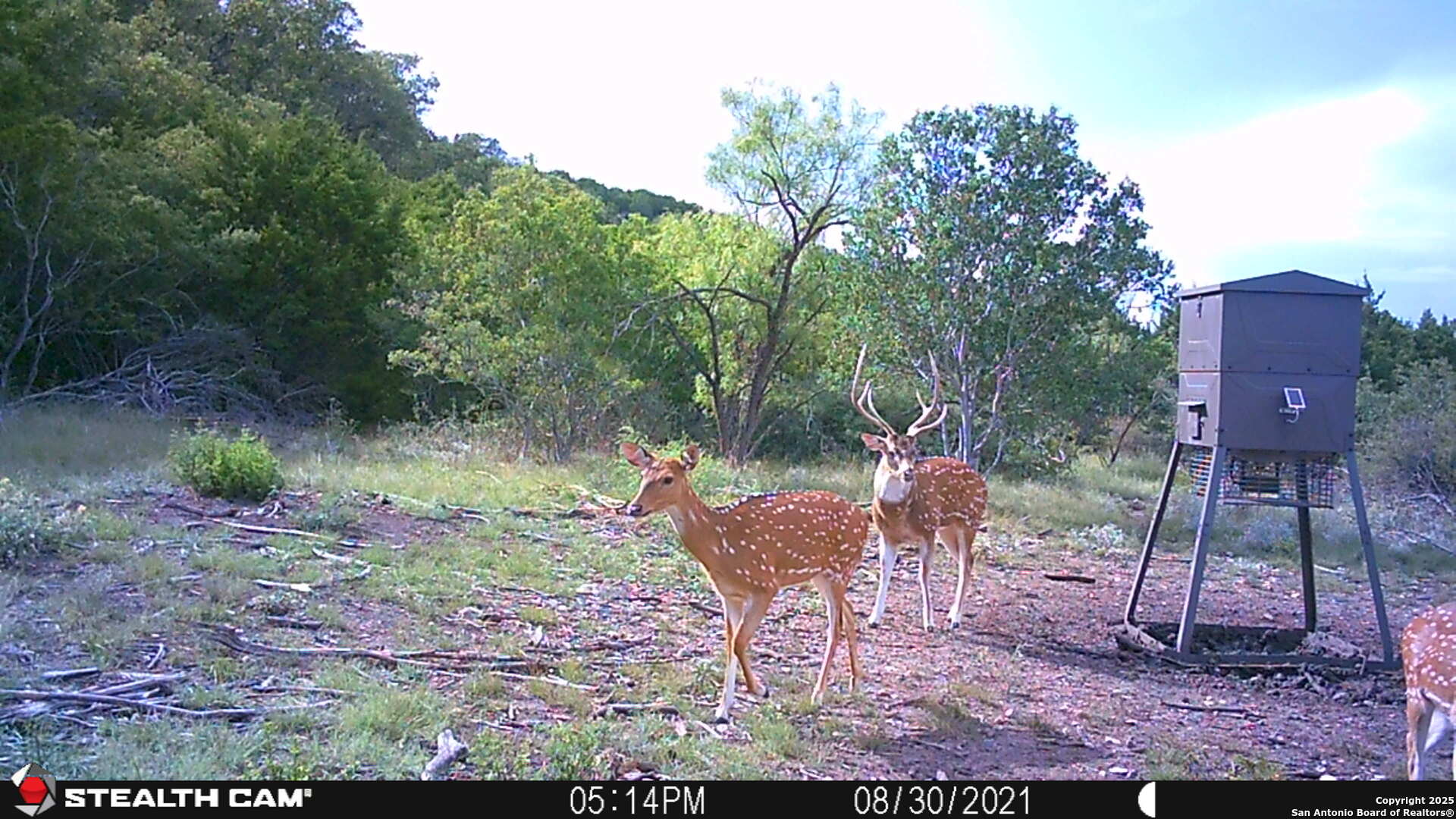 97 Sd 45690 Rocksprings TX 78880