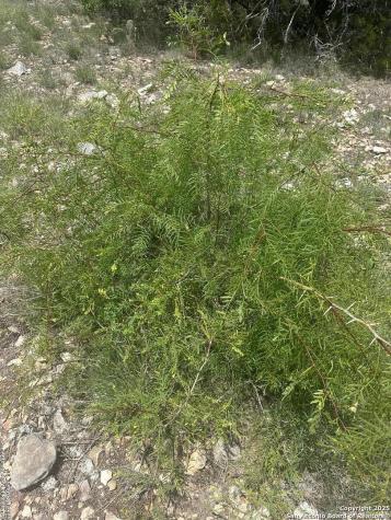 1504 Sd 45730 Rocksprings TX 78880