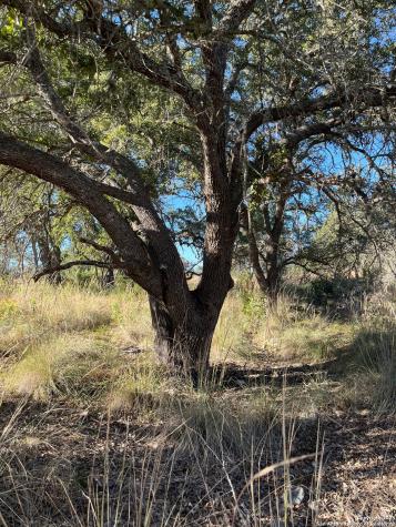 Lot 2 Live Oak Ridge Bandera TX 78003