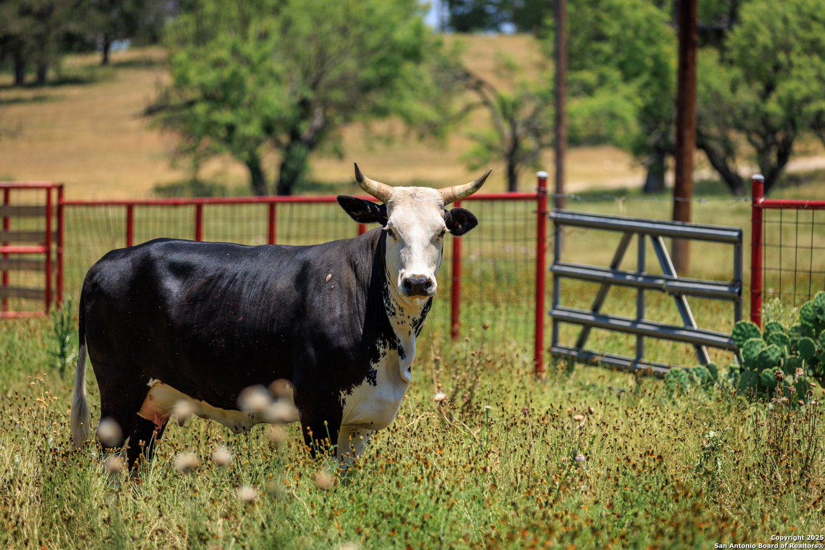 000 Guadalupe Bluff Comfort TX 78013