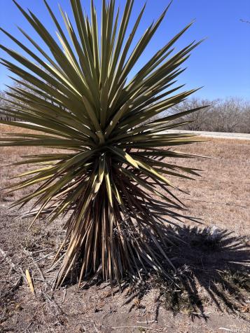 000 Highway 72 Three Rivers TX 78071