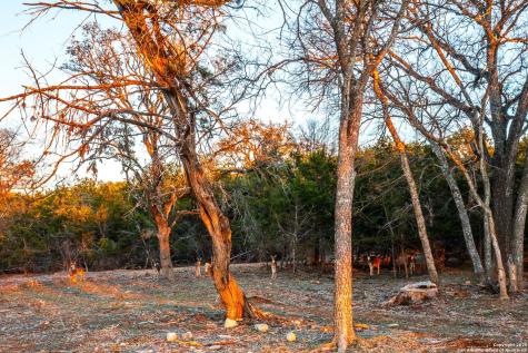 327 Waring Welfare Road Boerne TX 78006