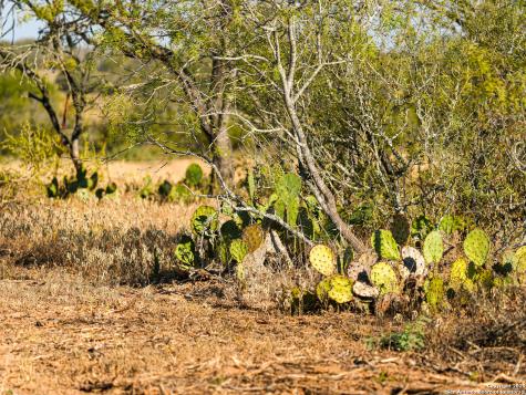 +/- 27.5 Acres County Road 302 Floresville TX 78114
