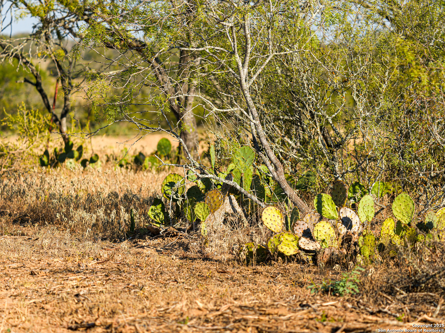 +/- 27.5 Acres County Road 302 Floresville TX 78114