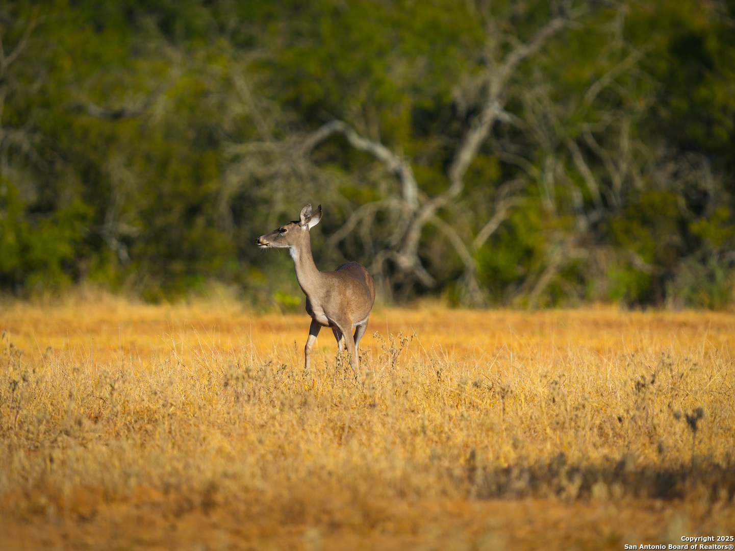 +/- 27.5 Acres County Road 302 Floresville TX 78114