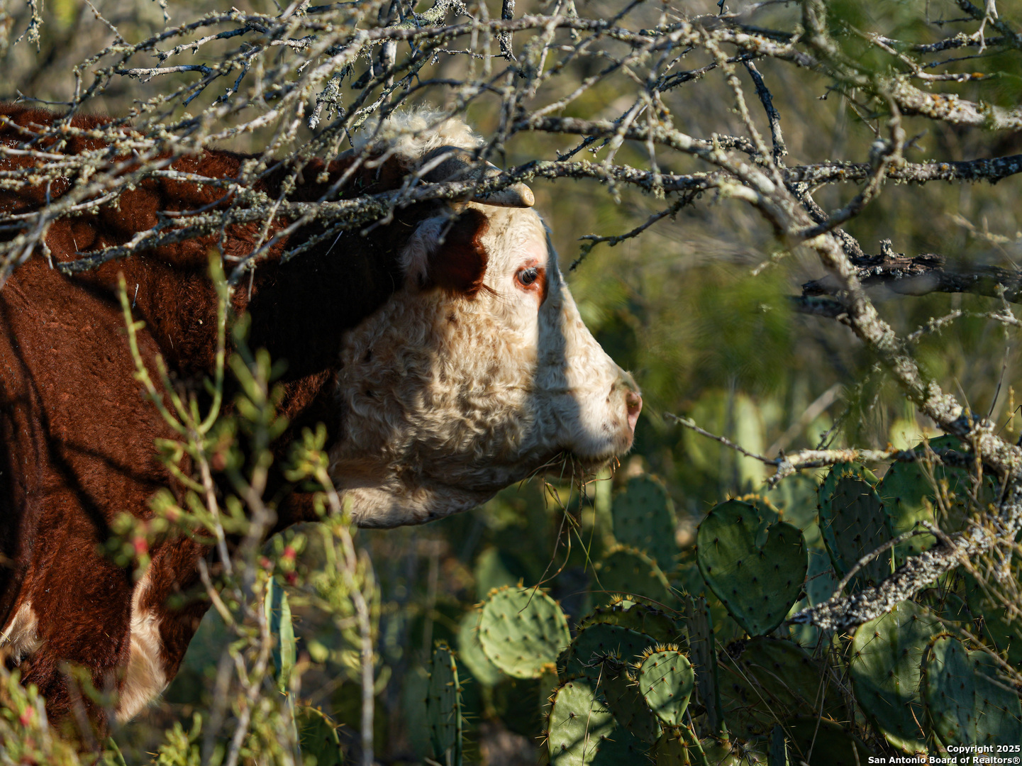 +/- 27.5 Acres County Road 302 Floresville TX 78114