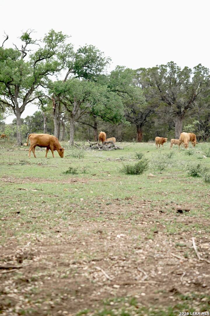535 Elm Creek Road New Braunfels TX 78132