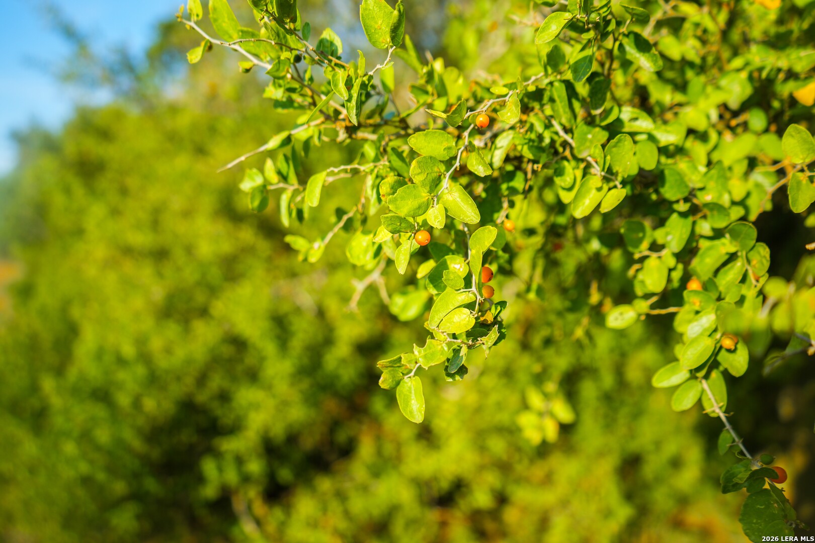 000 Cr 341 Beeville TX 78102