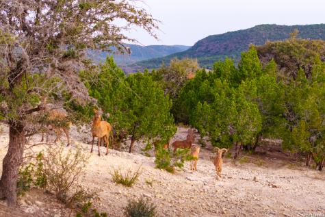 1030 Owl Hollow Leakey TX 78873