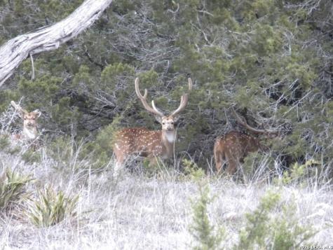 174 Cedar Rock Trail Hunt TX 78024