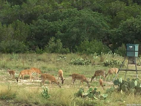 174 Cedar Rock Trail Hunt TX 78024