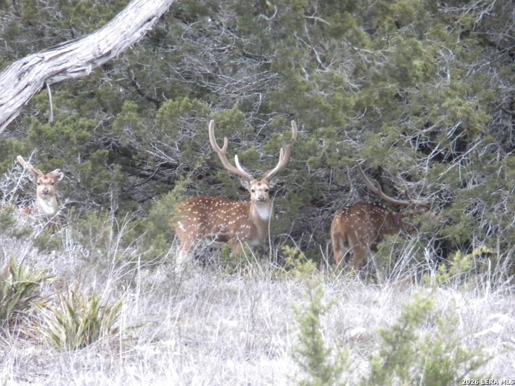 174 Cedar Rock Trail Hunt TX 78024
