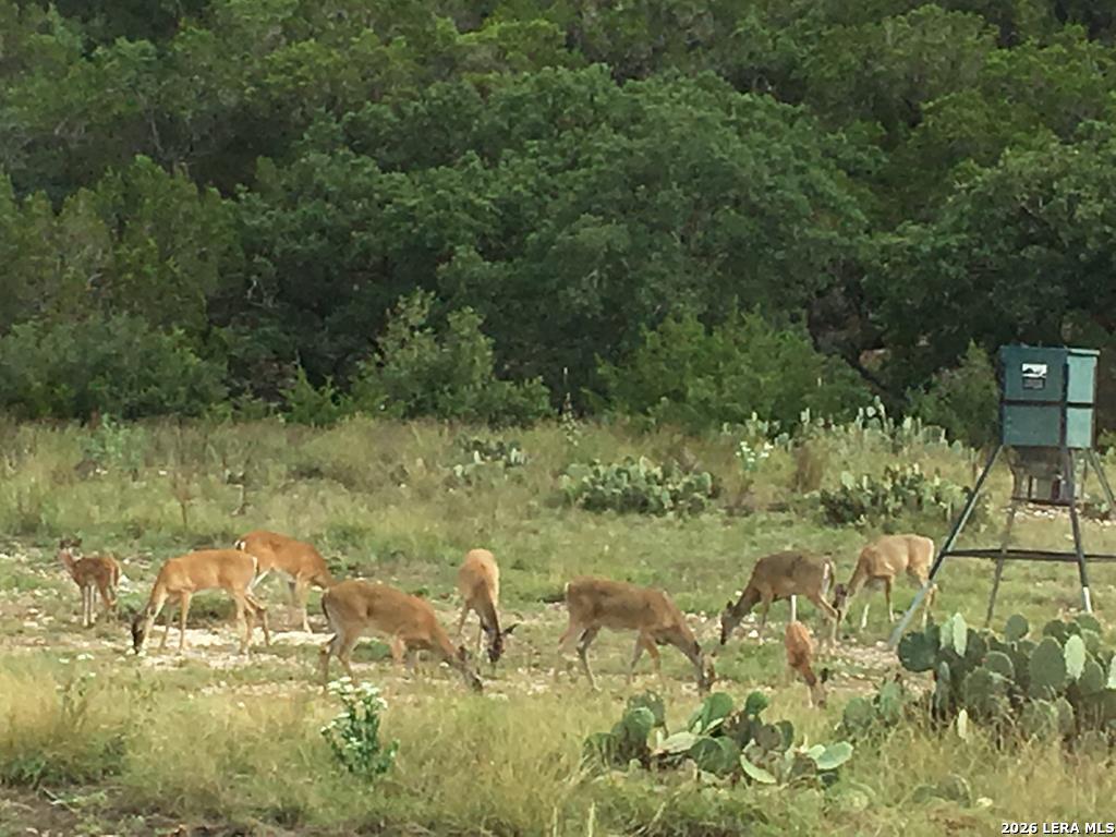 174 Cedar Rock Trail Hunt TX 78024