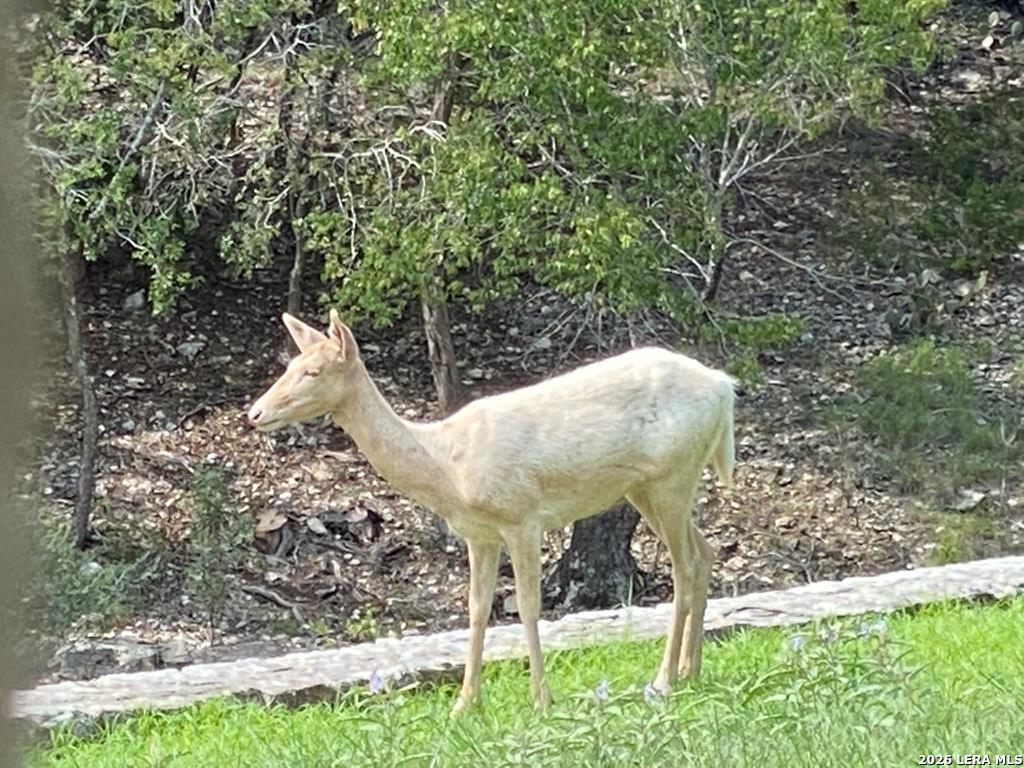 174 Cedar Rock Trail Hunt TX 78024