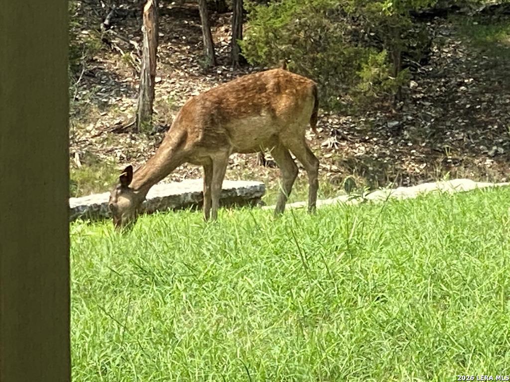 174 Cedar Rock Trail Hunt TX 78024