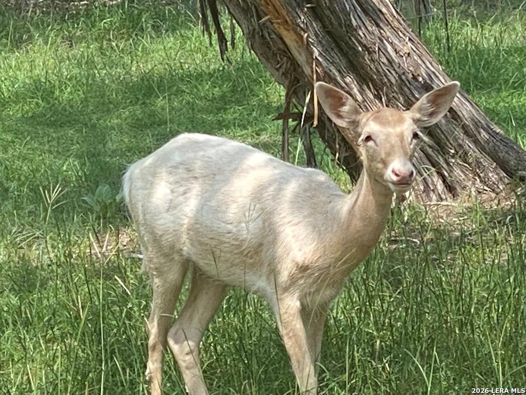 174 Cedar Rock Trail Hunt TX 78024