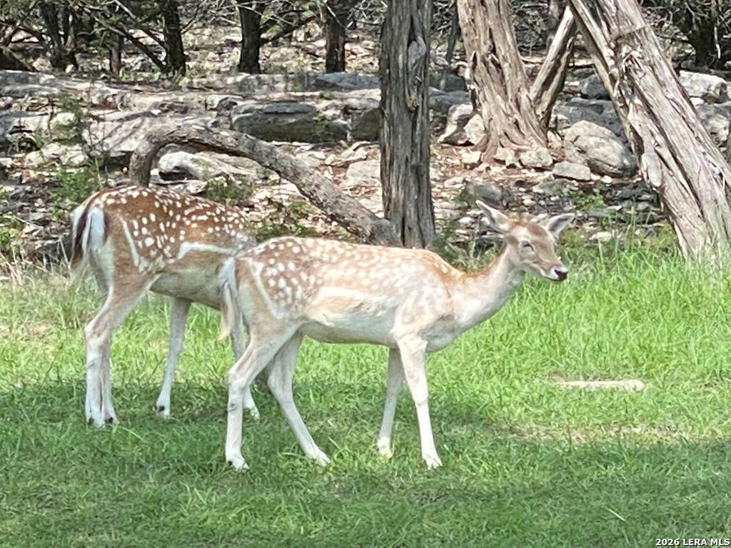 174 Cedar Rock Trail Hunt TX 78024