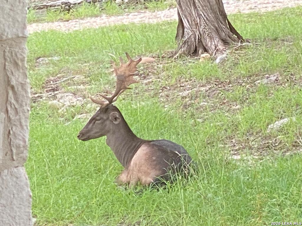 174 Cedar Rock Trail Hunt TX 78024